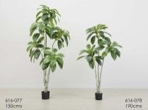 loquat Plant 150 cms
