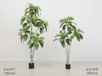 Plants